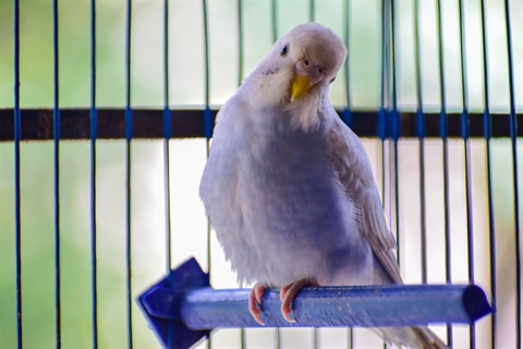 A pet bird resting on a perch