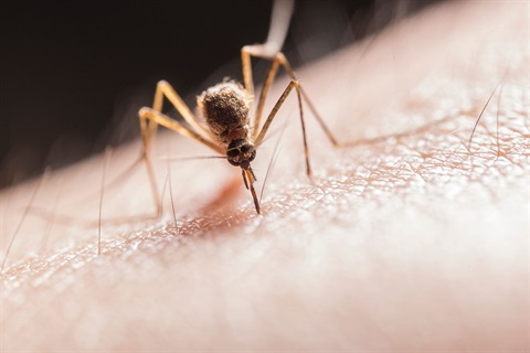 A mosquito sucking on blood