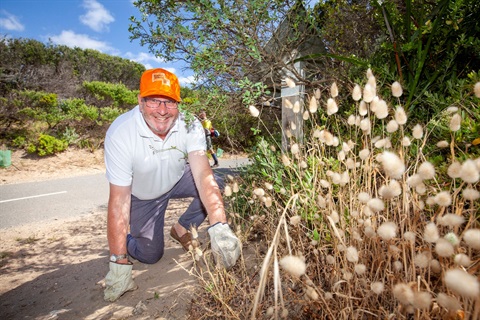 Cr Ross Ebbels weeding near Narrows Beach