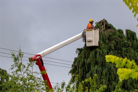 Man in cherry picker trimming tall tree