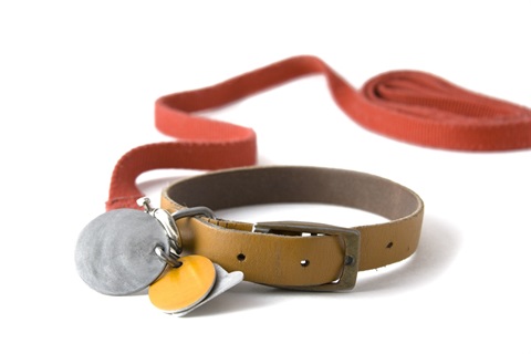 A dog collar and leash