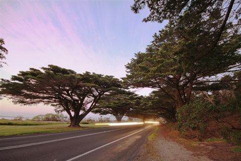 Avenue of Honour trees in the Narrows, Queenscliff