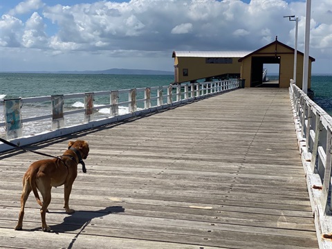 Dog-on-pier.jpg