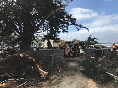 Fallen trees in Point Lonsdale