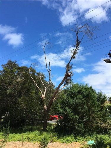 Tree to be removed
